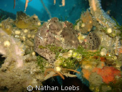 Frogfish in Dumaguete, Philippines by Nathan Loebs 